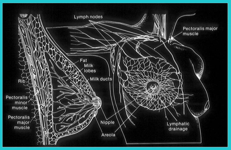 Peranan Radiologi Dalam Skrining dan Deteksi Kanker Payudara